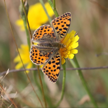 Storfläckig pärlemorfjäril Foto: Kerstin Martinsson